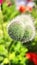 Buds of a plant called Oriental poppy grow in Russia, close-up