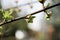 Buds of prunus triloba