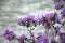 Buds of purple acacia on the background of a mountain river, Blur. Close-up