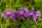 Buds of purple cornflowers in the field