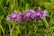 Buds of purple cornflowers in the field