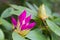 Buds of purple rhododendron plant