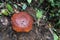 The buds of Rafflesia rise from the ground or directly from the lower stems of their host plants. It has the largest