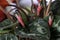 Buds of red Cyclamen closeup on a background of leaves. selective focus