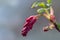 Buds of red flowering currant, close up with copy space