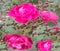 Buds of a red rose with raindrops close-up. Beautiful background with roses. Red roses bloom in the garden. Morning dew on. Be