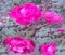 Buds of a red rose with raindrops close-up. Beautiful background with roses. Red roses bloom in the garden. Morning dew on. Be