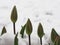 The buds of red teflops peep out from under the snow. Suddenly in spring snow fell on green leaves.A natural phenomenon