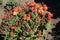 Buds and red and yellow flowers of Chrysanthemum