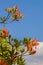 Buds of rhododendron orange in background on sky