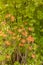 Buds of rhododendron orange on a blurred background in the park