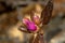 Buds of rhododendron in the spring