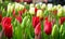 Buds of rose tulips with fresh green leaves. Tulip bloom signaling spring season