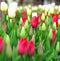 Buds of rose tulips with fresh green leaves. Tulip bloom signaling spring season