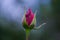 Buds of roses with petals covered with rain drops.