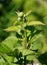 Buds of Rubus caesius