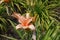 Buds and salmon colored flower of Hemerocallis fulva