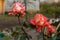 The buds of scarlet, drying roses in the flower beds of a private house in the autumn