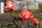 The buds of scarlet, drying roses in the flower beds of a private house in the autumn