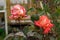 The buds of scarlet, drying roses in the flower beds of a private house in the autumn