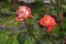 The buds of scarlet, drying roses in the flower beds of a private house in the autumn