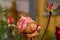 The buds of scarlet, drying roses in the flower beds of a private house in the autumn