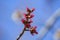 Buds of Silver Maple in Oak Glen Preserve