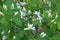 Buds and small white flowers of bush honeysuckle