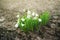 Buds of snowdrops Galanthus in blossom. Fresh white flowers in a spring forest