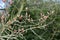 Buds in Spring, Sycamore - Acer pseudoplatanus, Norfolk, England, UK