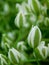 Buds of star-of-bethlehem flowers