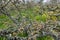 Buds start to break on the twigs of Garry Oak trees in the spring