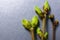 Buds swell background on silvery. Three twigs close-up