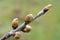 Buds swelled on the tree in spring