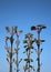 Buds on Sycamore, acer pseudoplatanus, opening