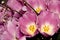 Buds of tender purple tulips in the dew. Wet spring flowers
