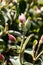 Buds of Tibouchina urvilleana over natural background