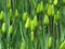 Buds of tulips with fresh green leaves in soft lights on blurred background. Tulip bloom in spring season in the park garden.