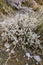 Buds of Turkish sage