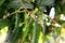 Buds Are Turning To The small Mangoes