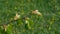 Buds on twig tree