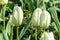 Buds of unblown tulips in the garden close up