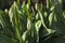 Buds of unblown tulips in garden. Green plant. Spring flower