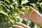 Buds of walnut fruit. Female hands show a young developing fruit on the branch of a walnut tree.