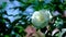 Buds of white curly roses on a hot summer day in the garden