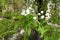 Buds and white flower of pear in April