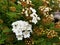 Buds with white flowers Viburnum tinus