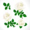 Buds white roses with  leaves watercolor vintage  on a white background set  vector illustration editable hand draw