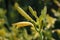 The buds of a yellow daylily in the sunshine after the rain