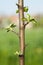 Buds on a young spring apple tree